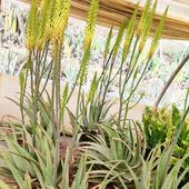 Un dimanche ressourçant en pleine nature, avec les Aloes que nous aimons tant !

Nous vous souhaitons un excellent dimanche 💚

#AloeVera #Nature #Plants #happysunday #Morocco #Maroc #MoroccanCosmetics